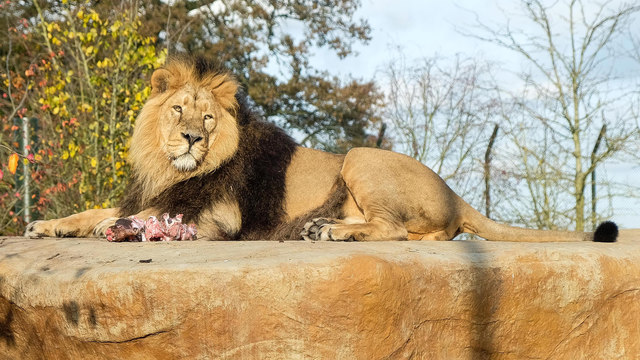 Lion eating at chester zoo
