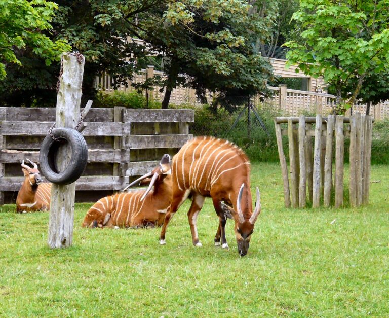 Best 15 Zoos in the UK You Need to Visit!