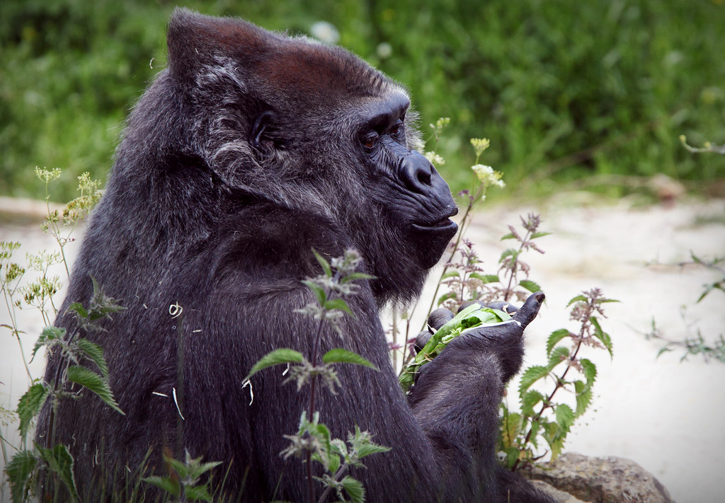 lowland gorilla at bristol zoo