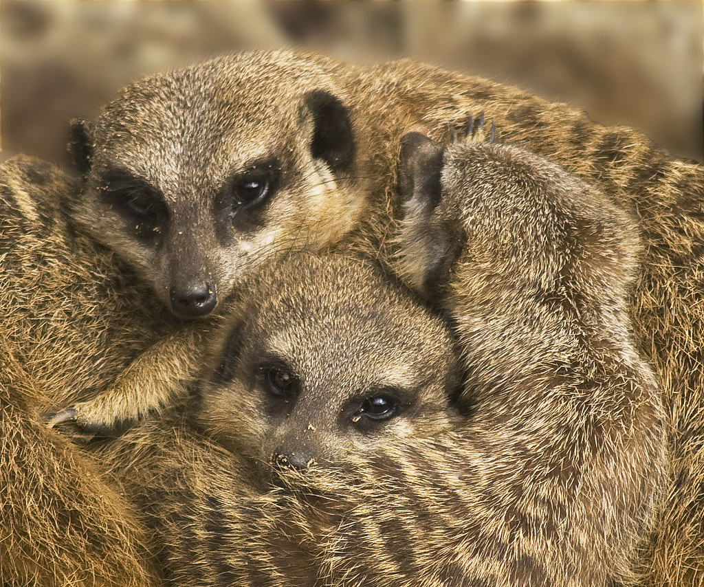 meerkats at marwell zoo