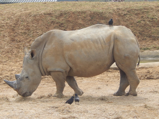 rhino at colchester zoo