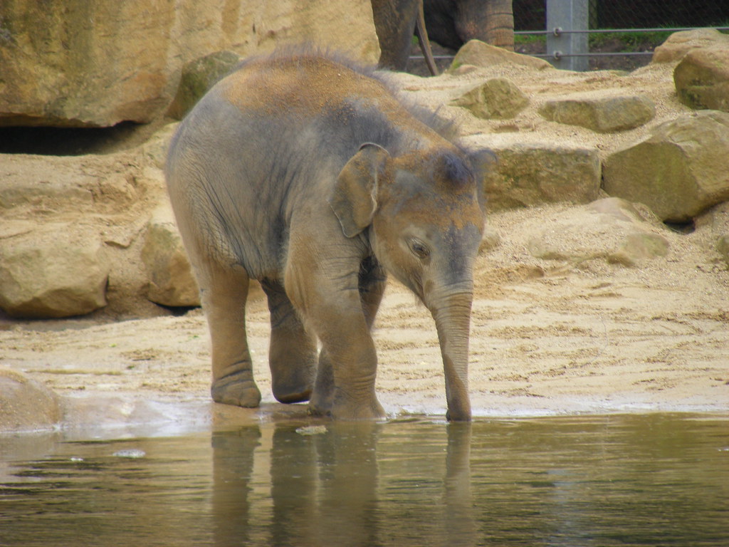 twycross zoo - asian elephant